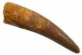 Fossil Spinosaurus Tooth - Real Dinosaur Tooth #330062-1